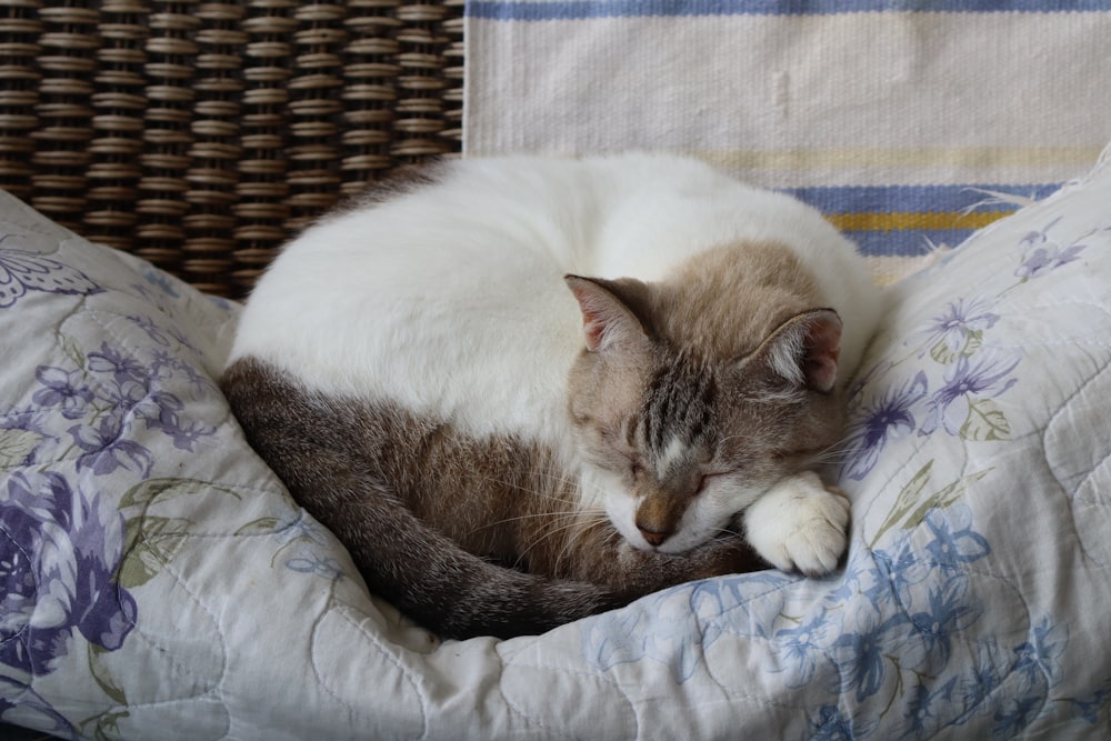 a cat is curled up in a bed