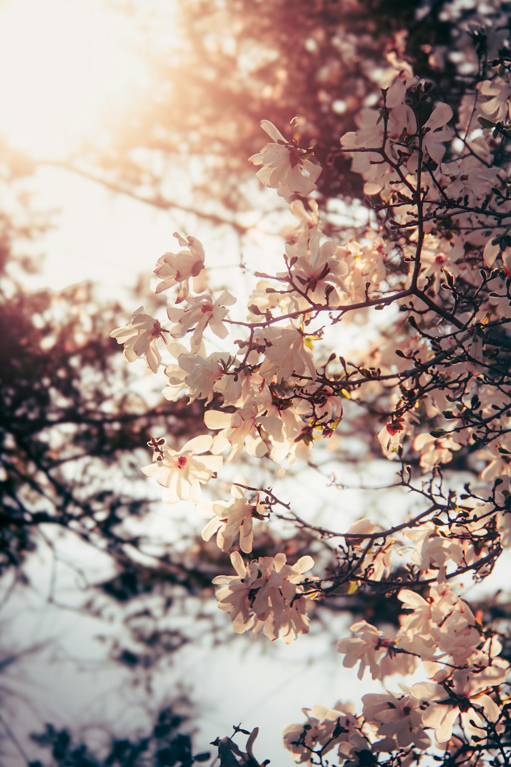 a close up of a tree with white flowers