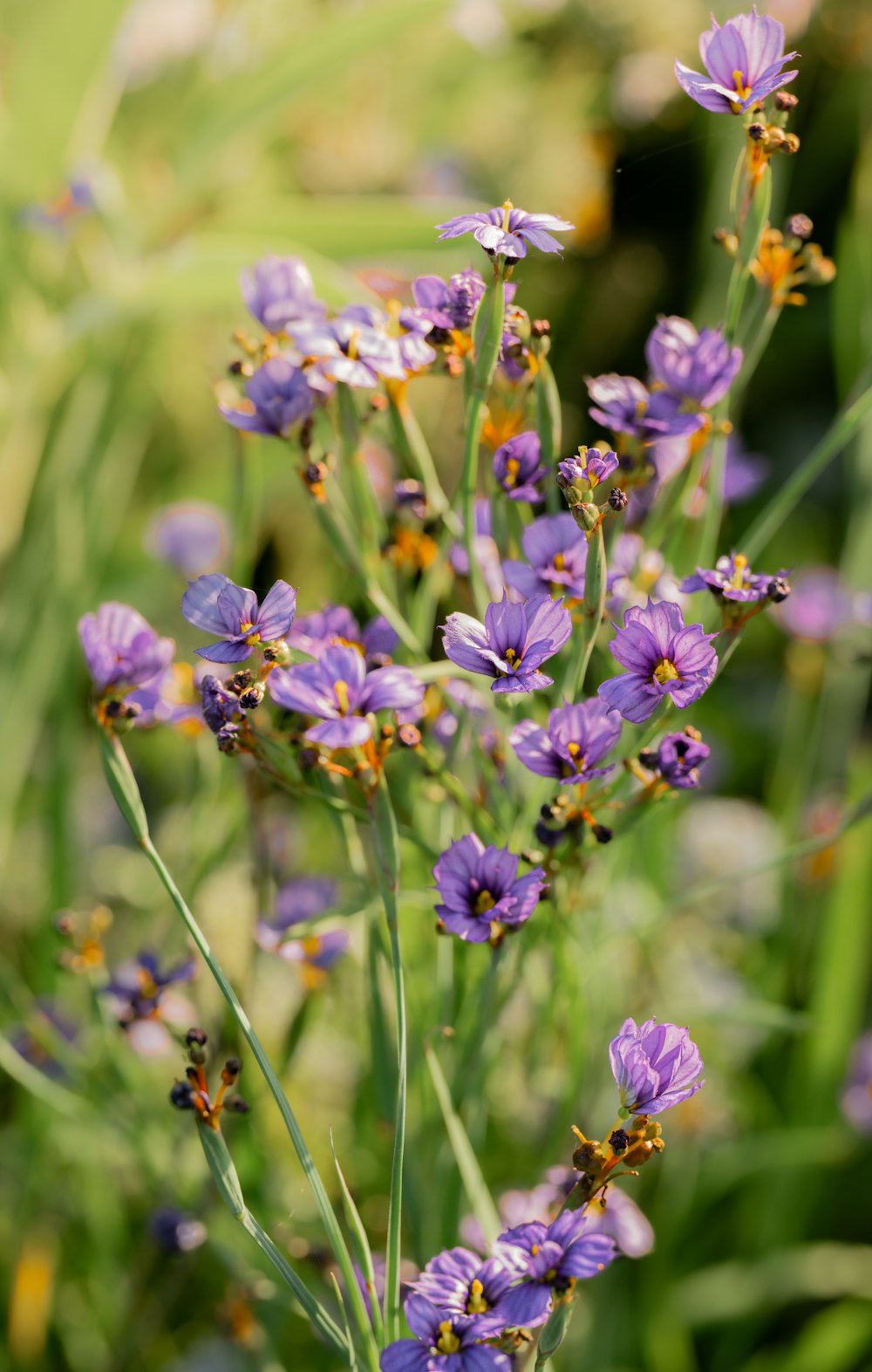 a bunch of purple flowers growing in a field