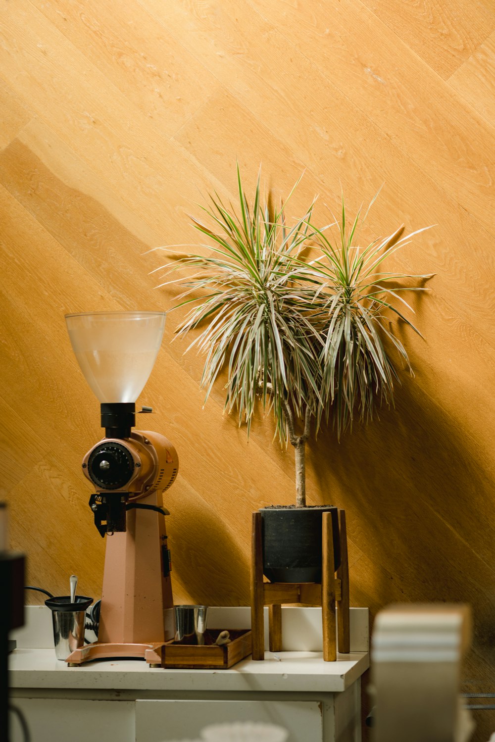 a potted plant sitting on top of a white table