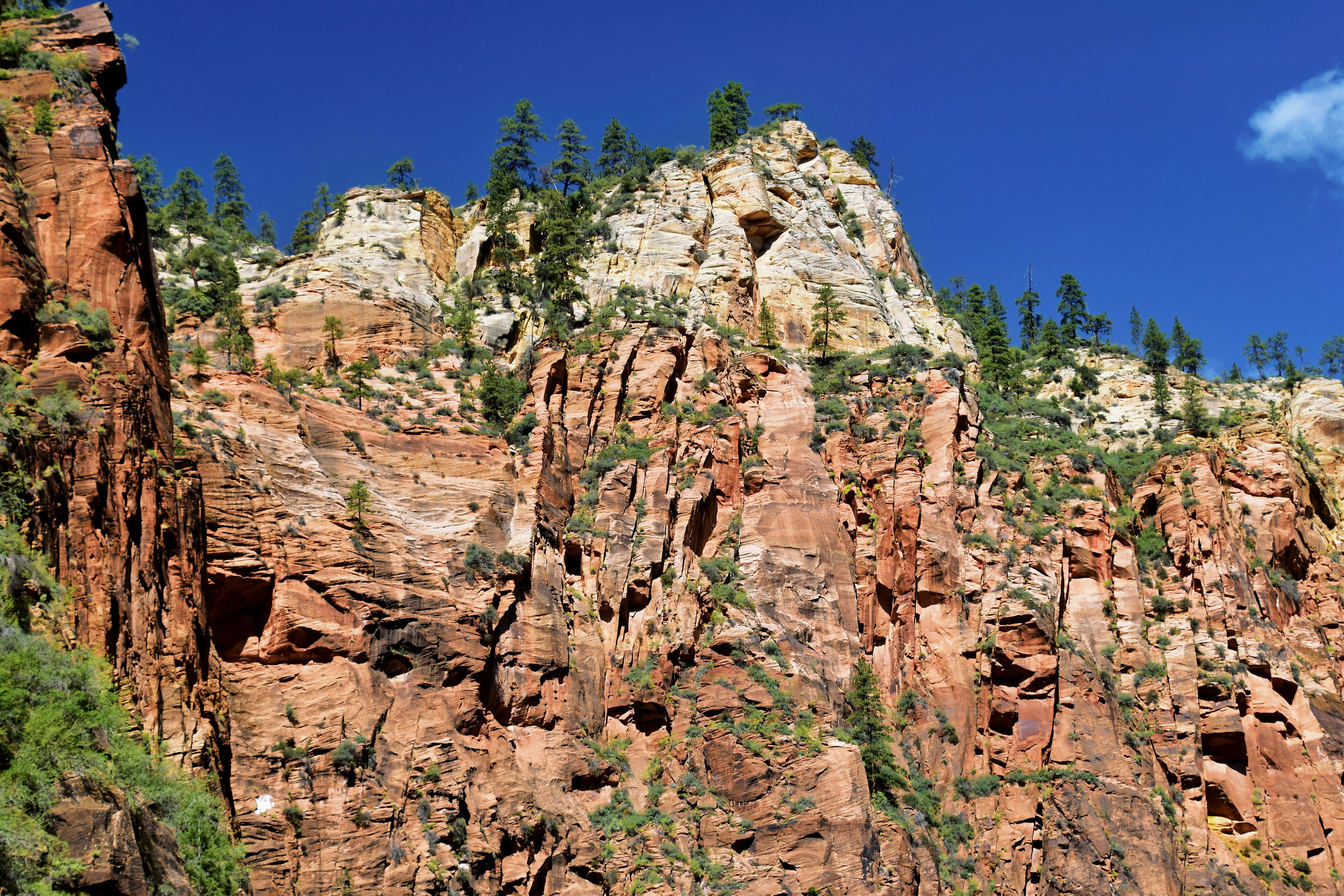 a mountain side with trees growing on the side of it