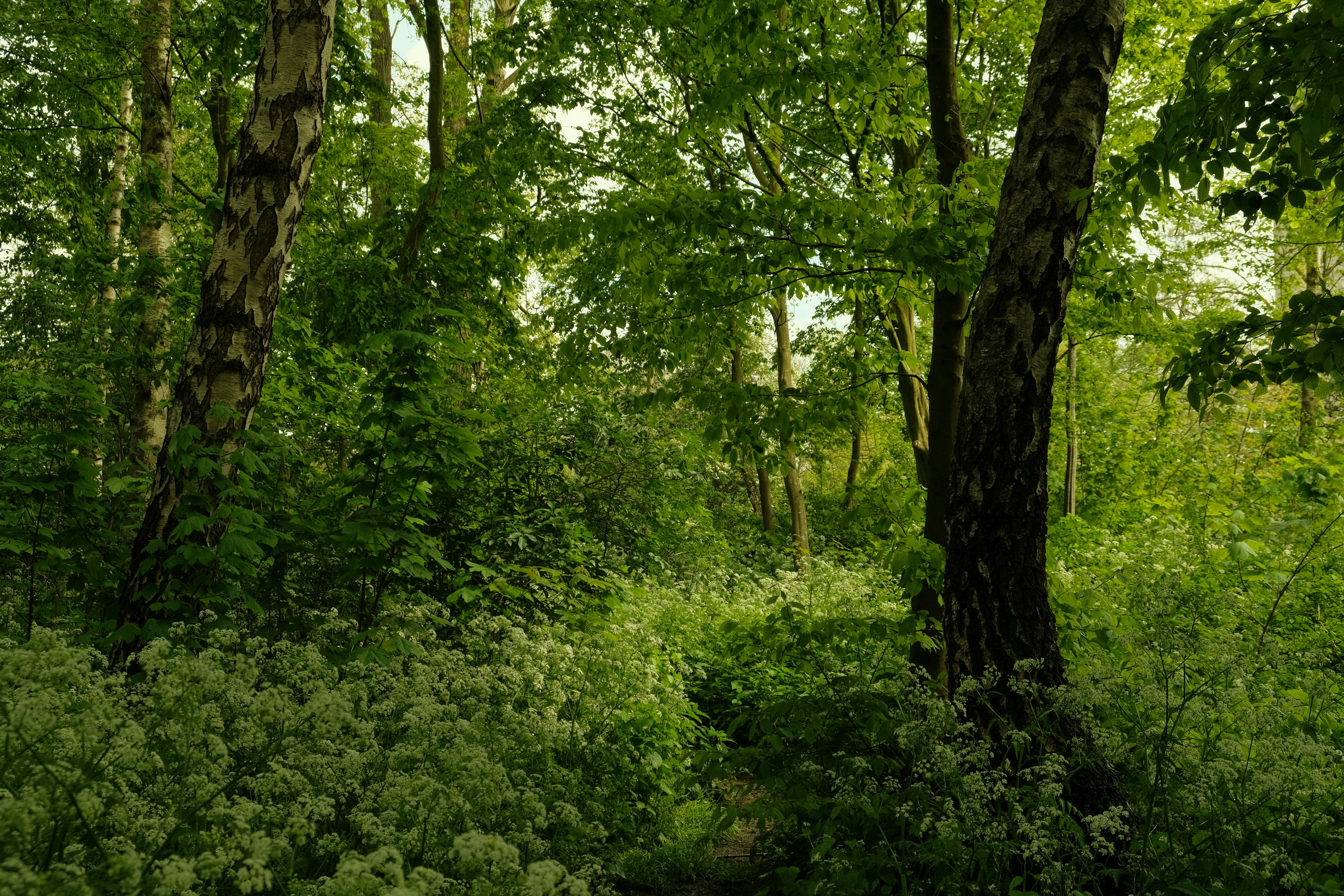 Photo by kyantijhuis