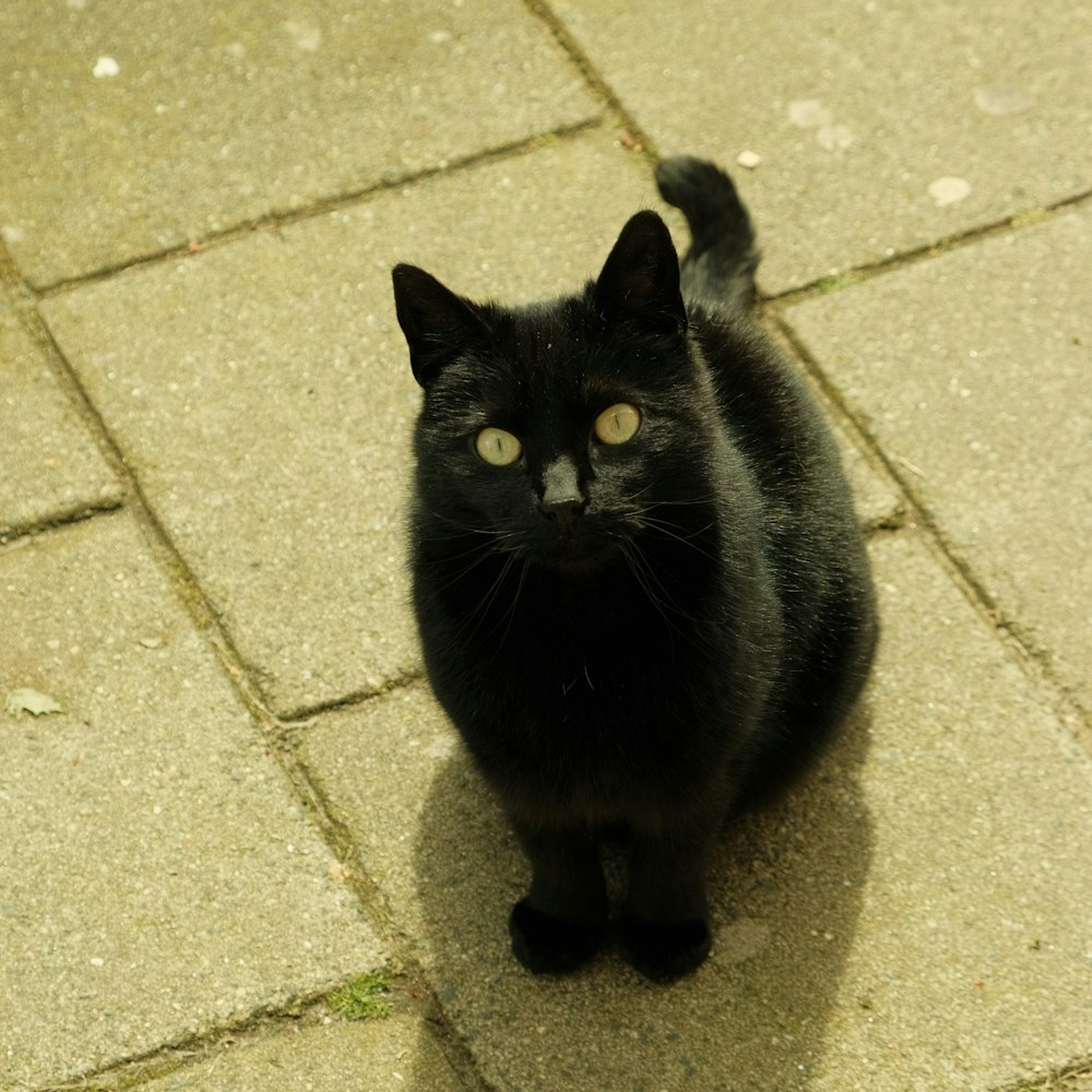 a black cat sitting on the ground looking up