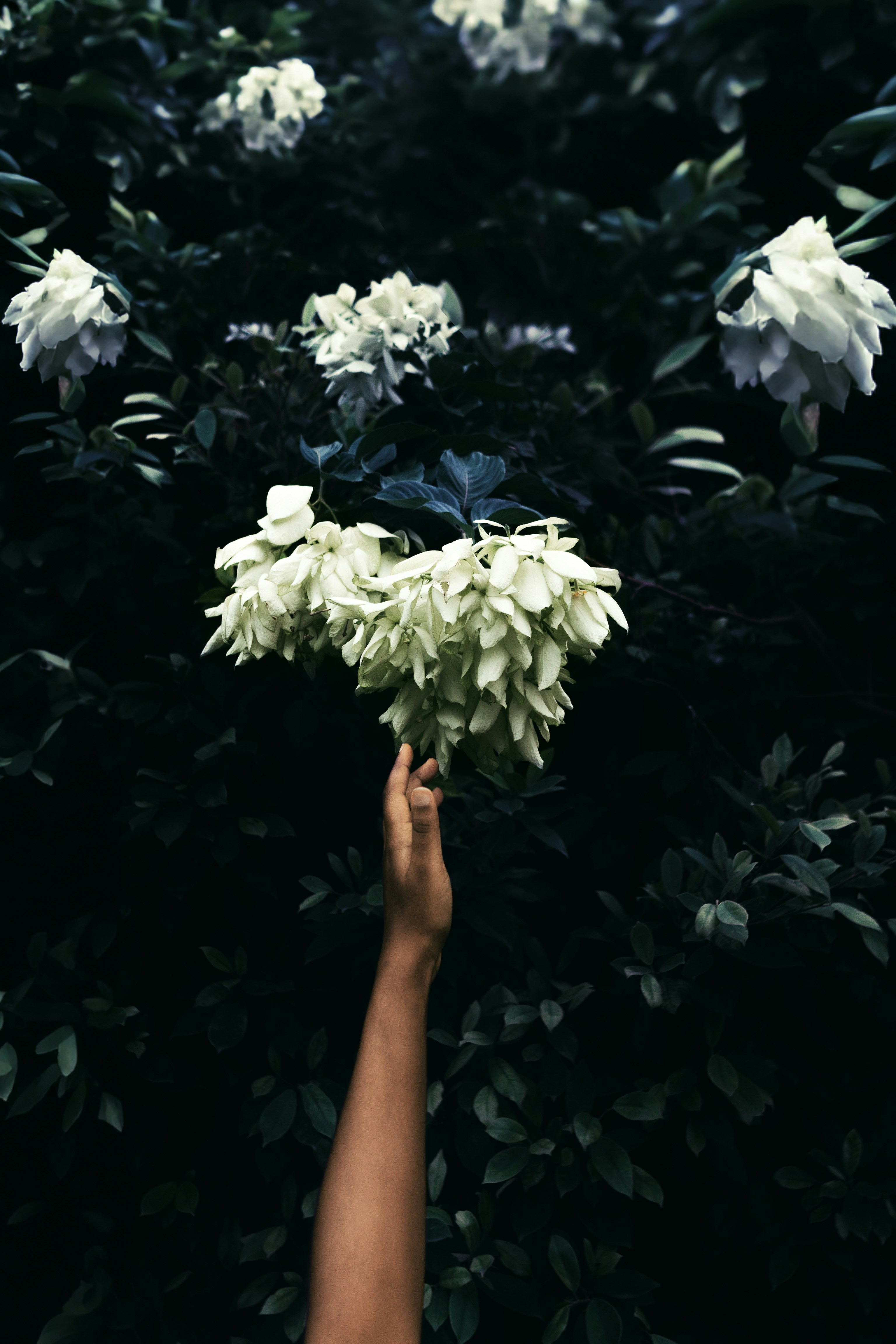 a hand reaching up to a bunch of white flowers