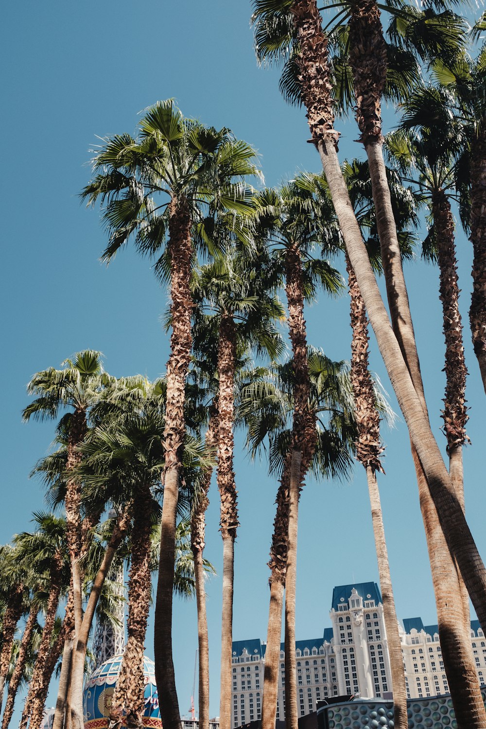 a row of palm trees in front of a hotel