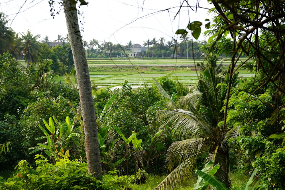 a lush green forest filled with lots of trees