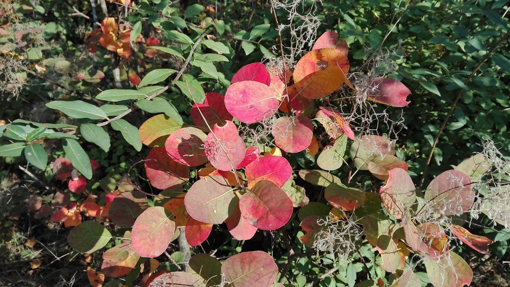 a close up of a plant with red and green leaves