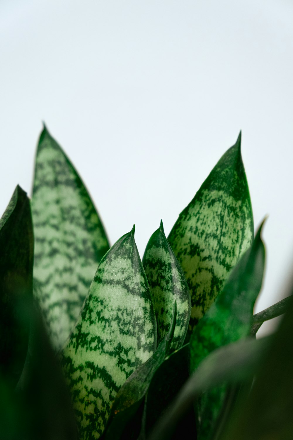 a close up of a green and white plant