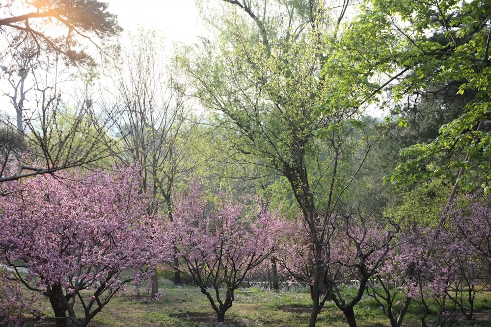 a group of trees that are in the grass