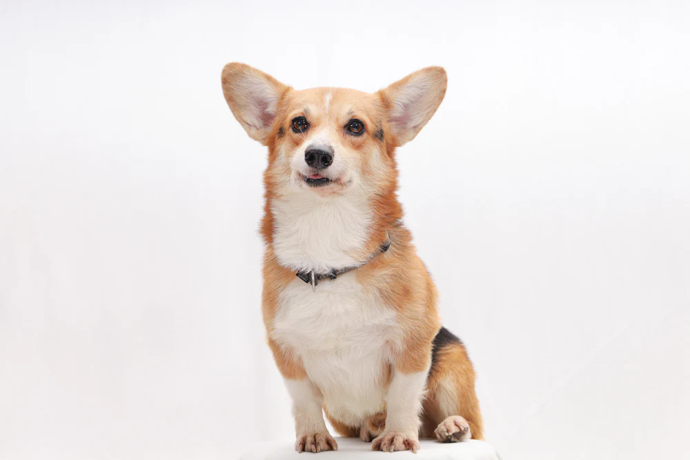 Pembroke Welsh Corgi, photo 3