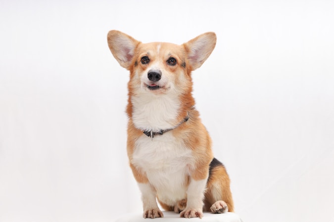 Pembroke Welsh Corgi