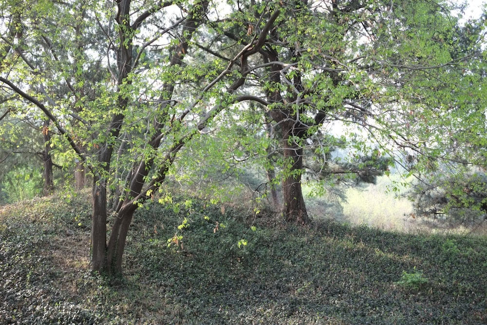 a wooded area with trees and grass on the ground