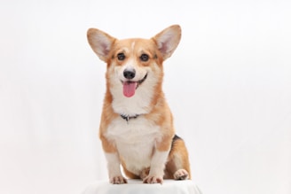 a brown and white dog sitting on top of a table