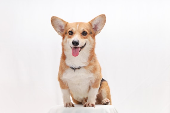 a brown and white dog sitting on top of a table