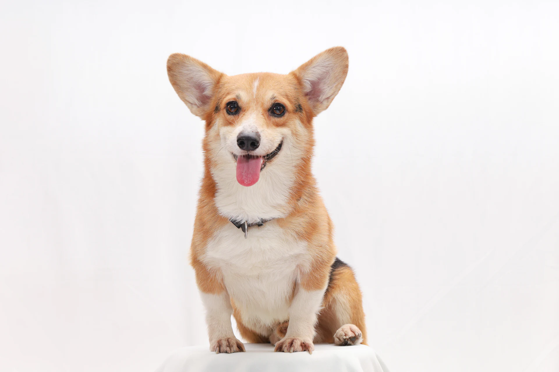 A Pembroke Welsh Corgi