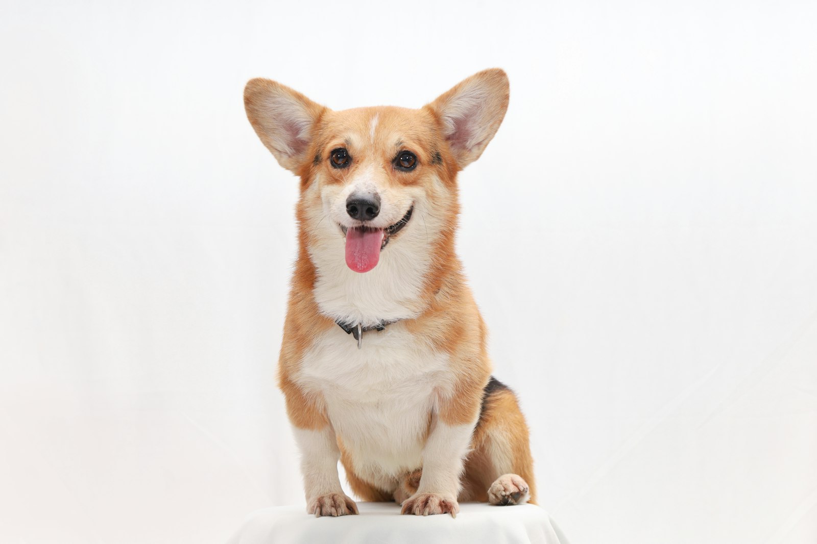 Living with a Corgi in an Apartment