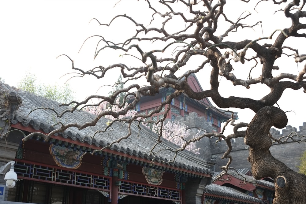 a building with a tree in front of it