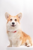 welsh corgi, welsh corgi day, March 1
