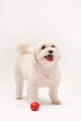 a small white dog standing next to a red ball