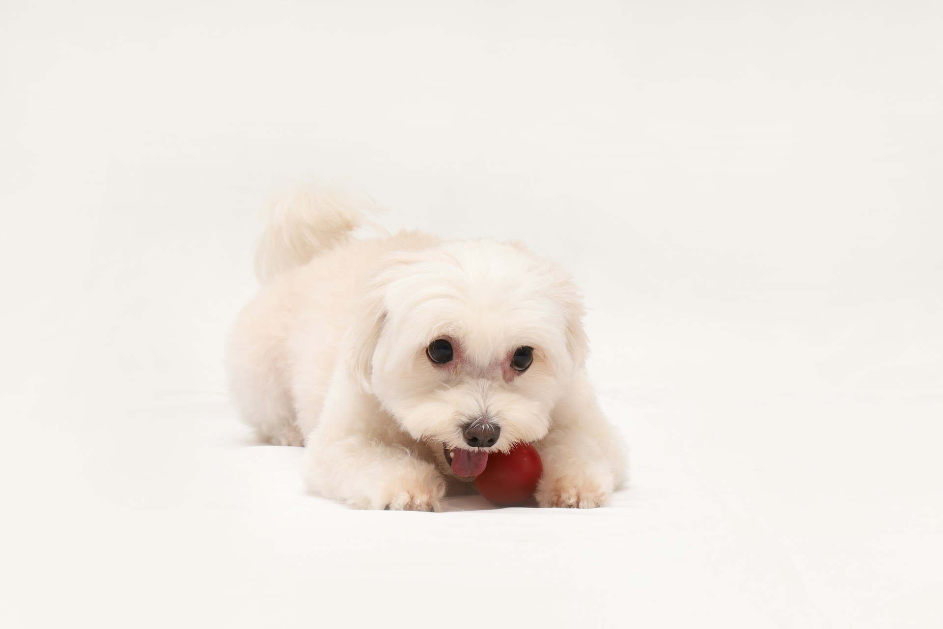 a small white dog with a red ball in its mouth