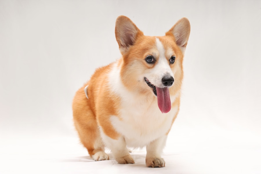 Hypothyroidism in Dogs: Symptoms, Diagnosis and Lifelong Management