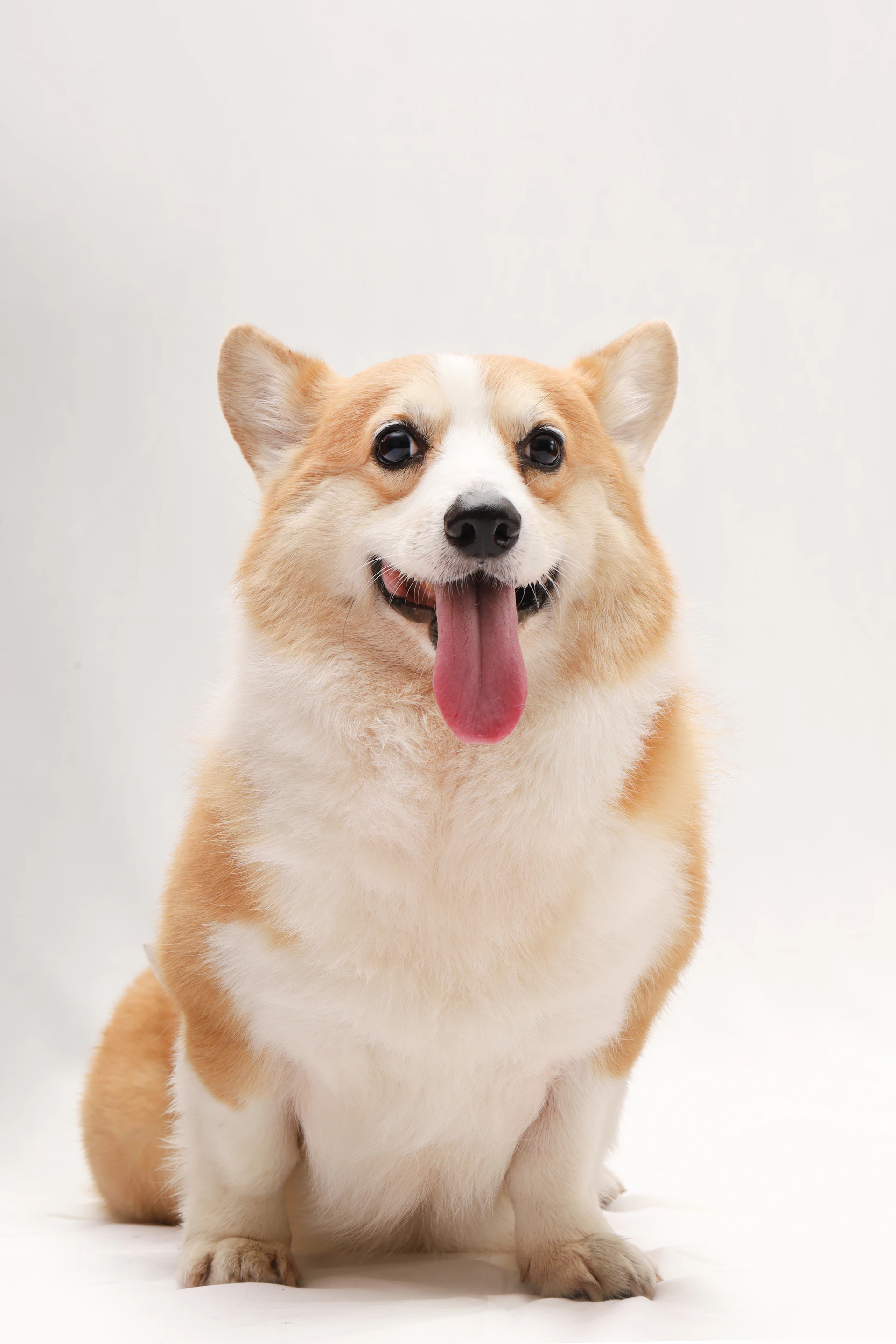 a brown and white dog sitting on top of a white floor