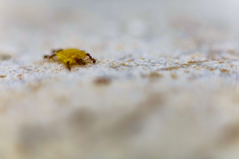 a tiny yellow bug crawling on a white surface