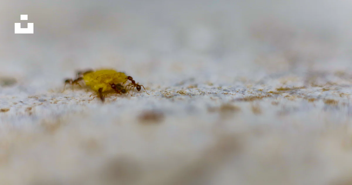 Yellow Crawling Insect A tiny yellow bug crawling on a white surface photo – Free Animal Image ...