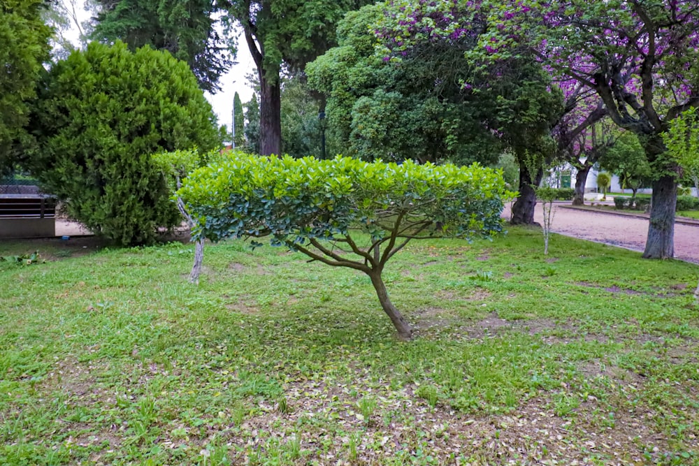 a small tree in the middle of a grassy area