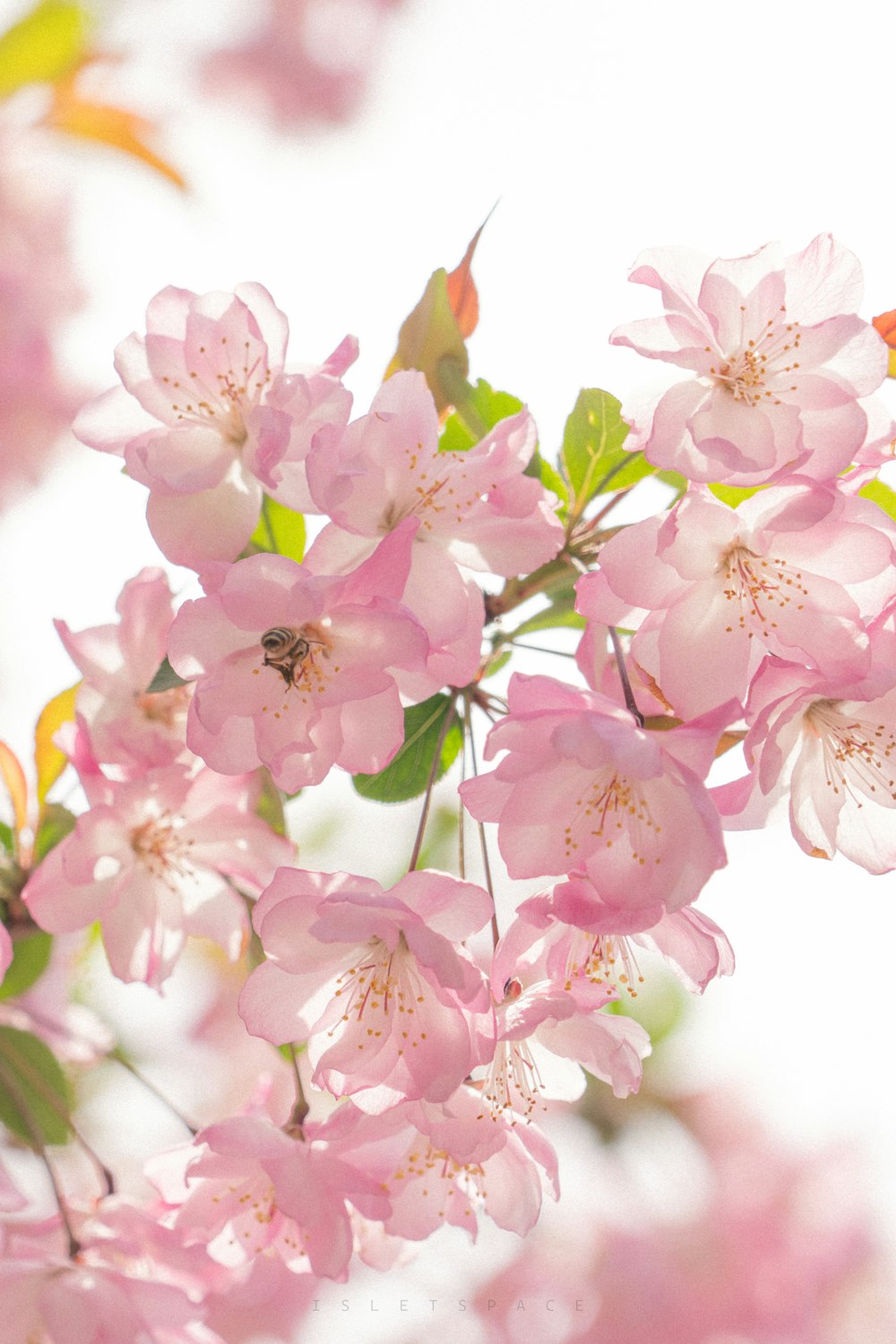 a close up of pink flowers on a tree