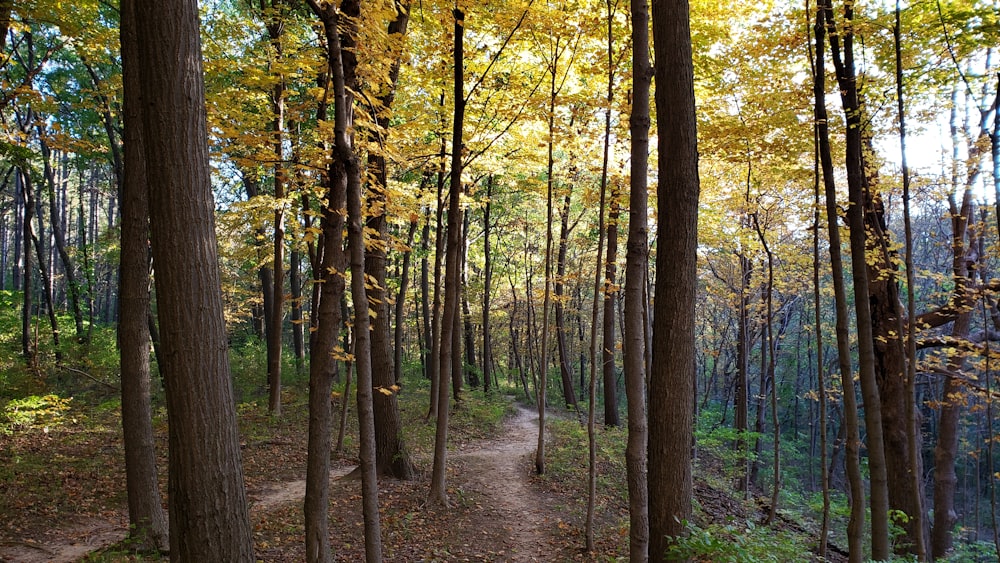 a path through a forest with lots of trees