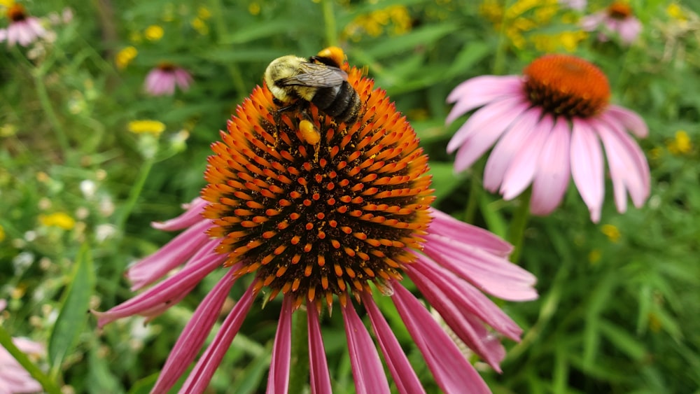 a bee sitting on top of a pink flower