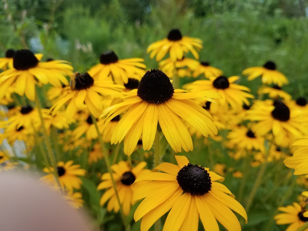 a bunch of yellow flowers in a field