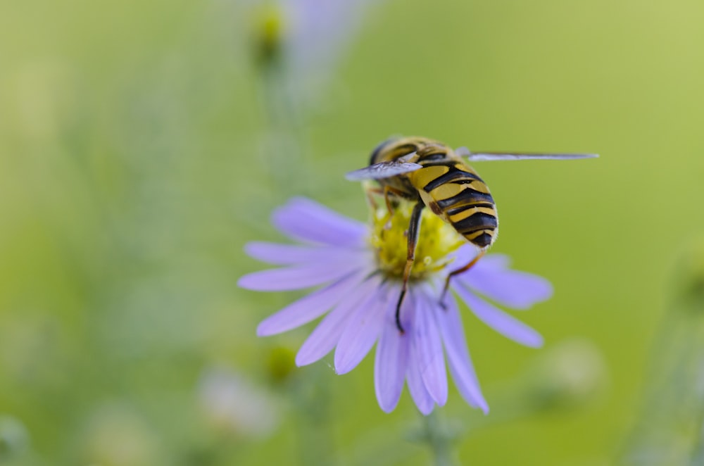 a bee sitting on top of a purple flower