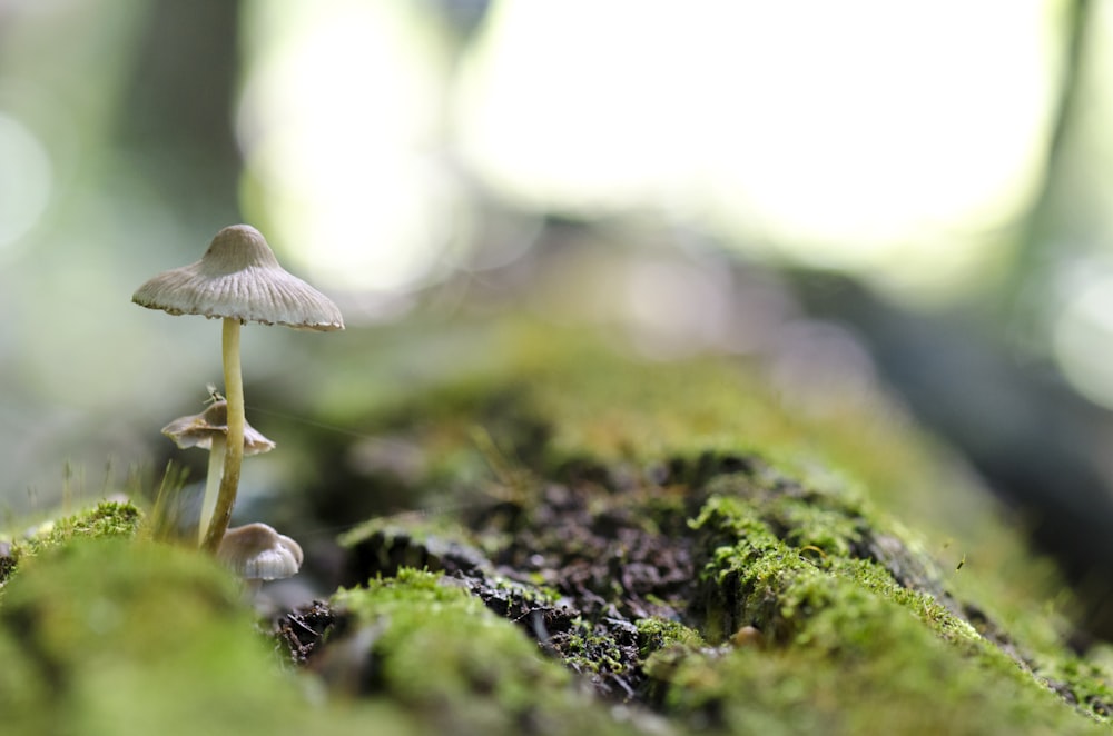 a close up of two mushrooms on a mossy surface