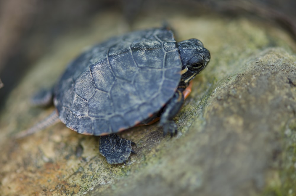 a small turtle sitting on top of a rock