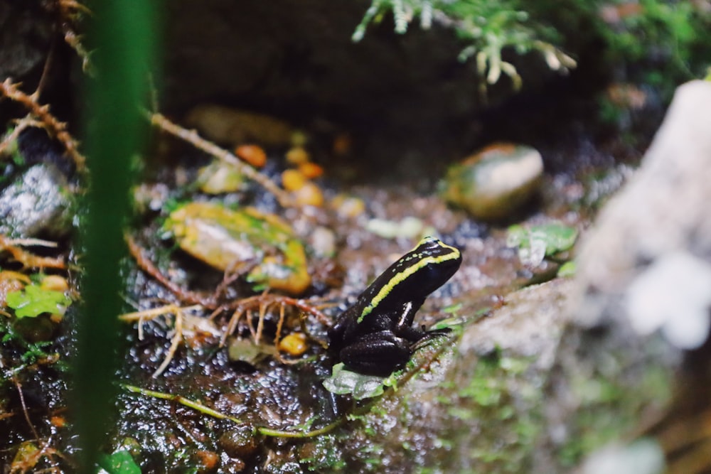 a black and yellow frog sitting on top of a rock