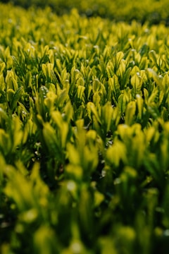 a close up of a field of green tea leaves