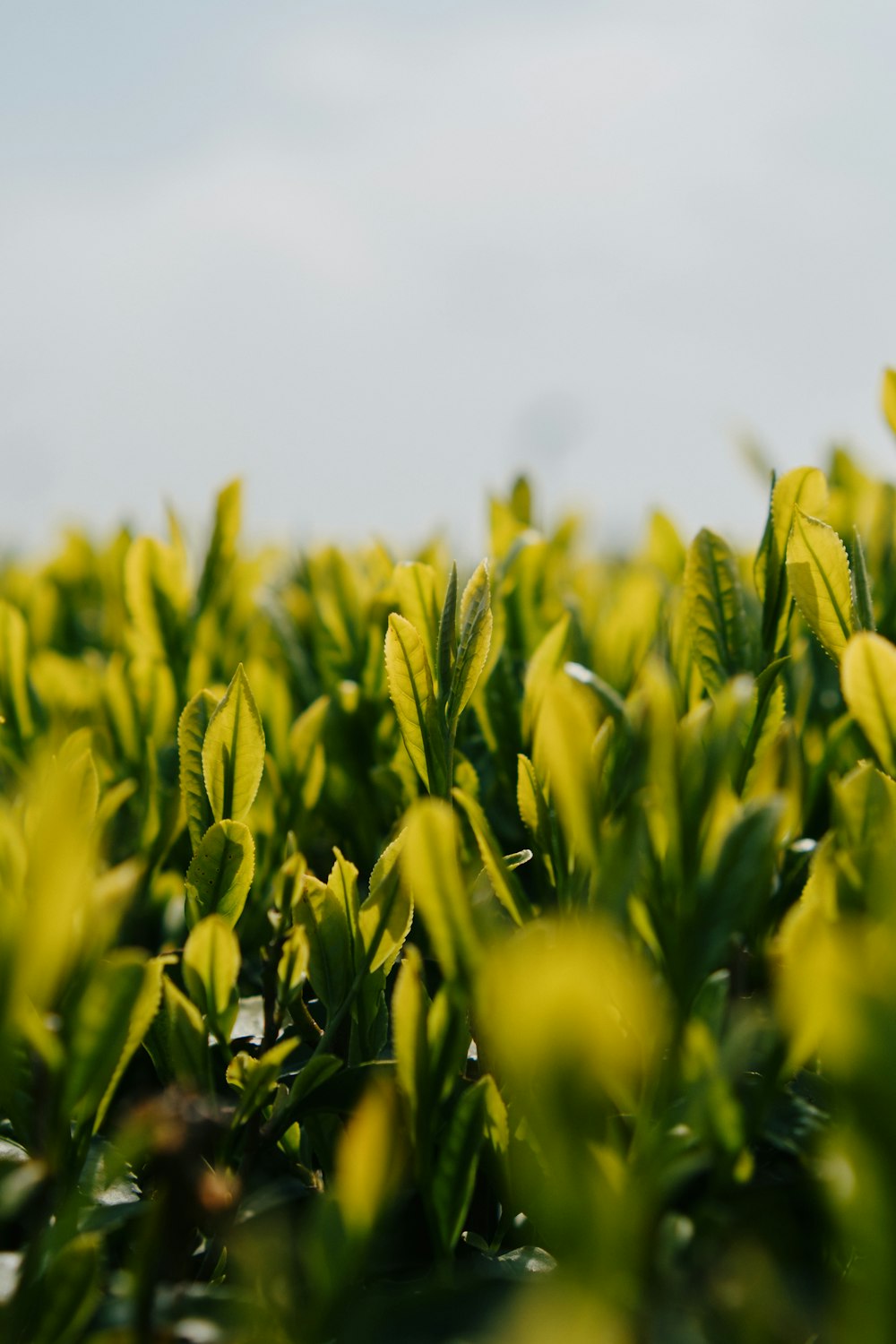 a field of green leaves with a blue sky in the background