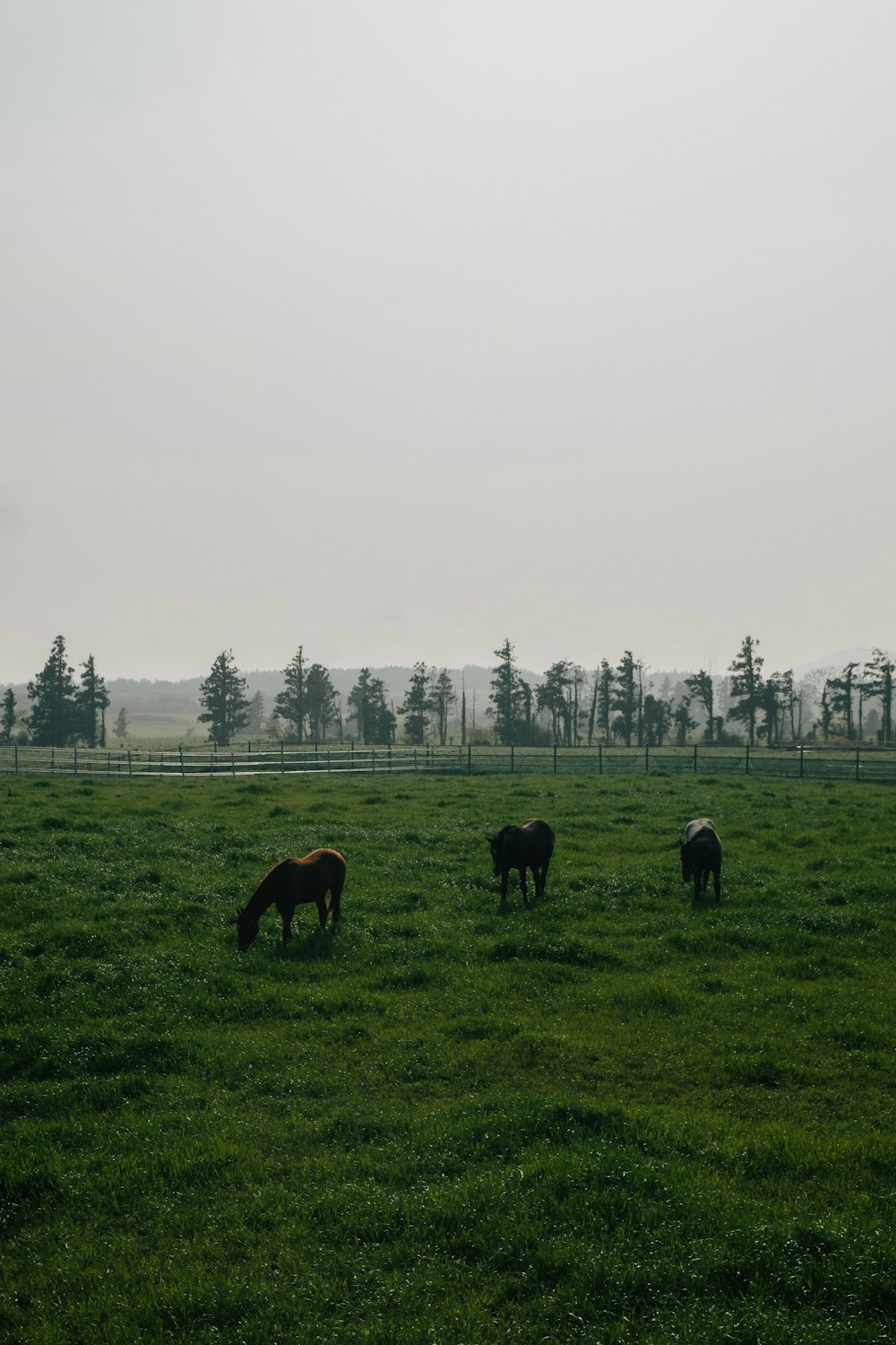 a group of horses grazing on a lush green field