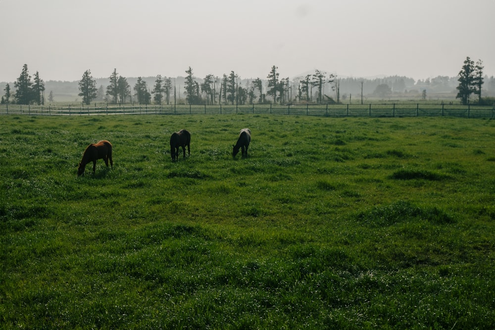 緑豊かな野原で草を食む馬の群れ
