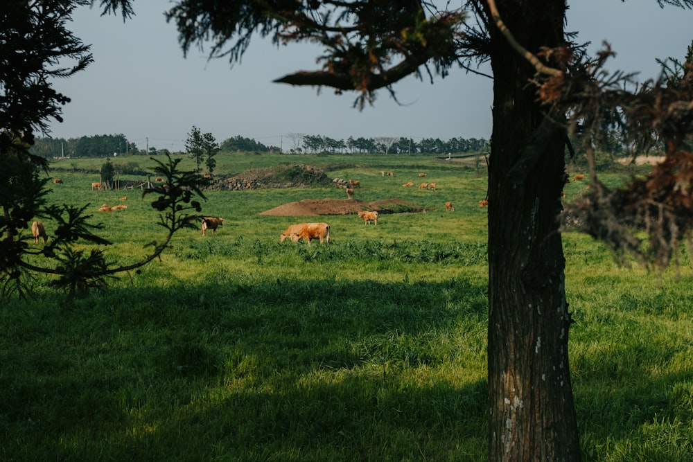 a herd of cattle grazing on a lush green field