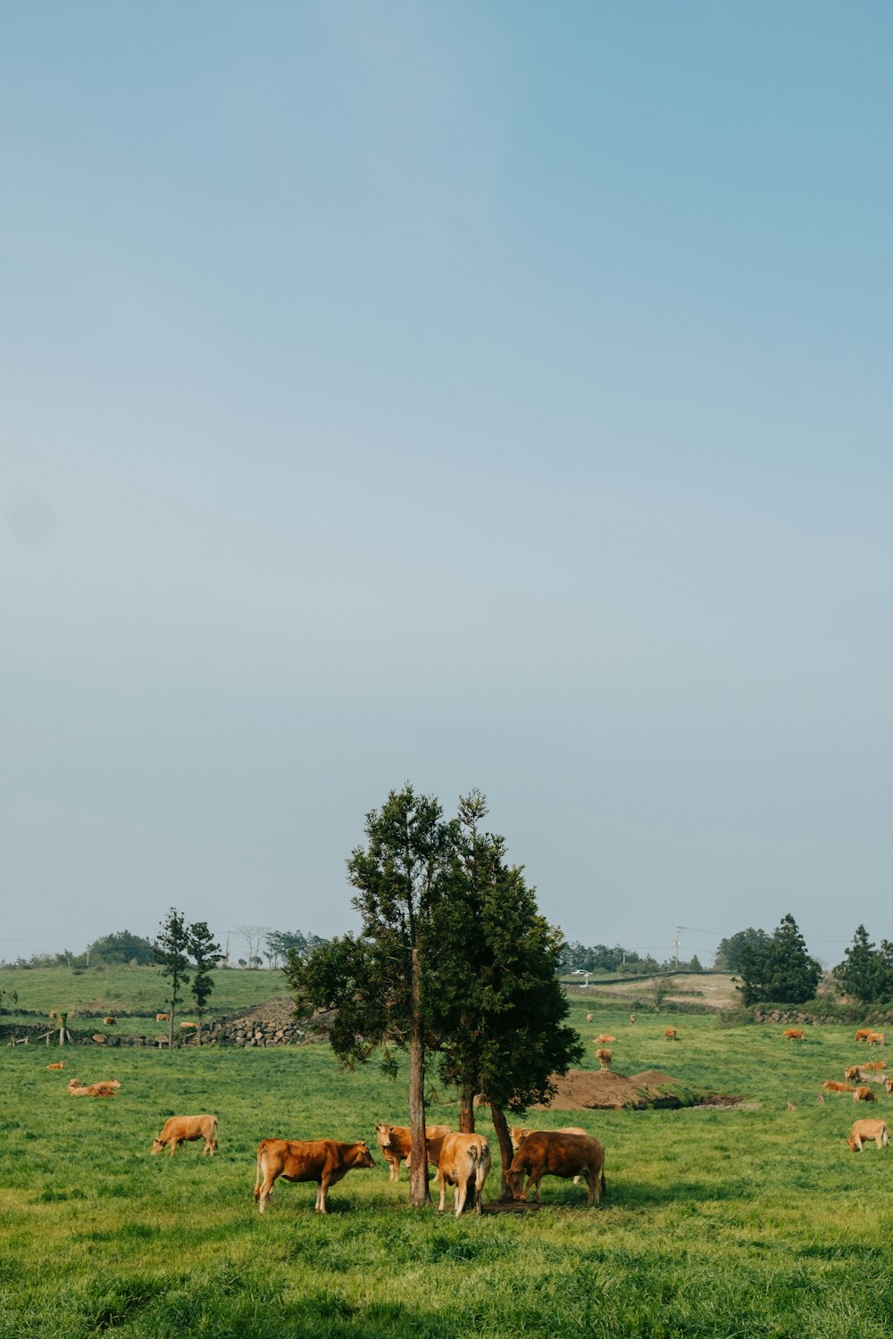 a herd of cattle grazing on a lush green field