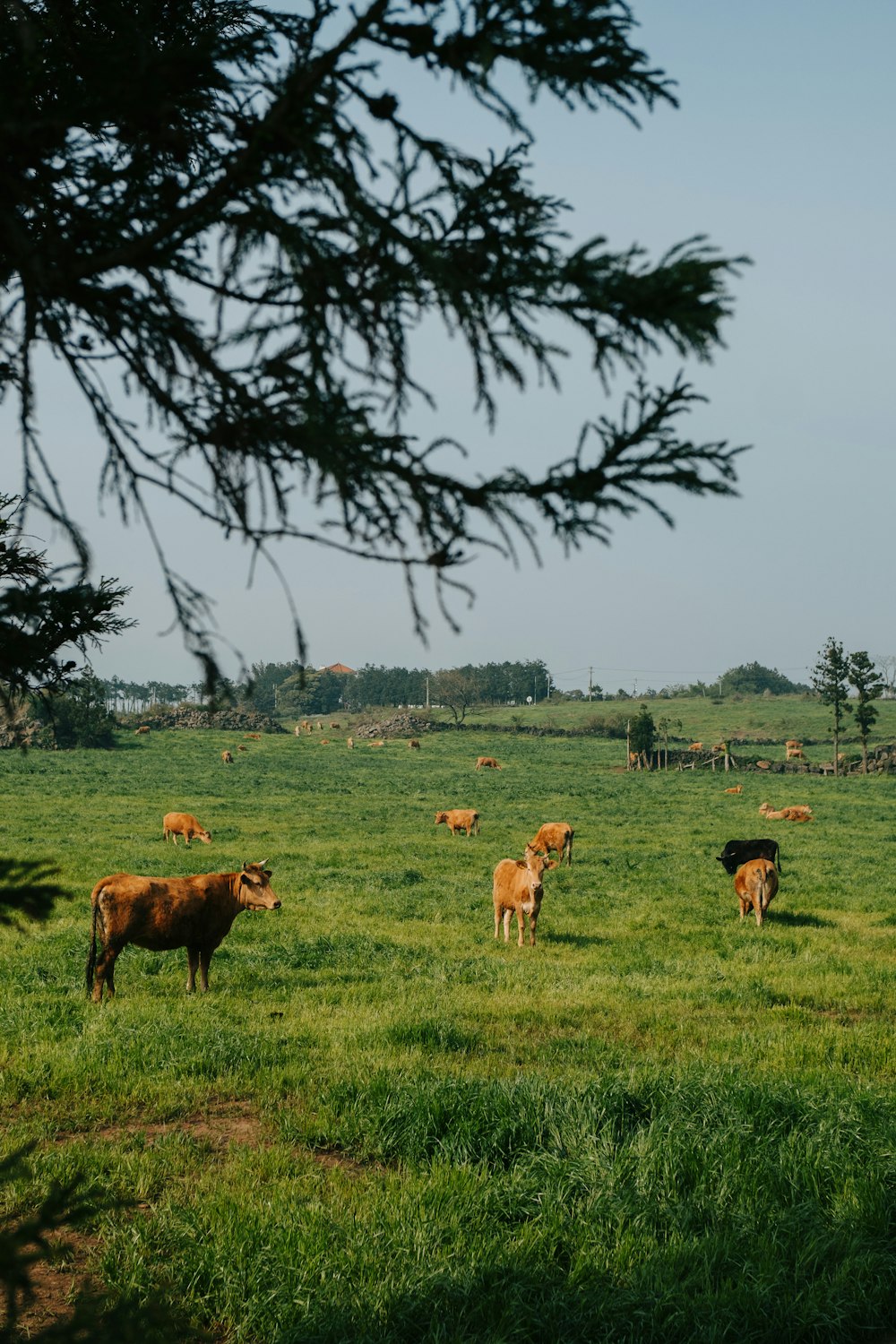 a herd of cattle grazing on a lush green field