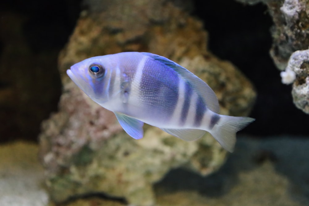 a blue and white fish in an aquarium