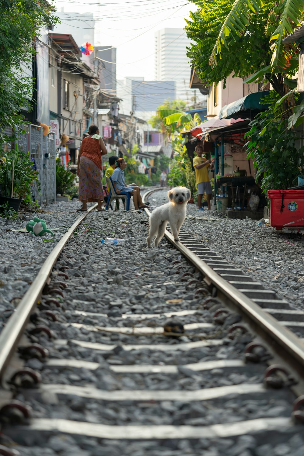 a couple of dogs standing on a train track