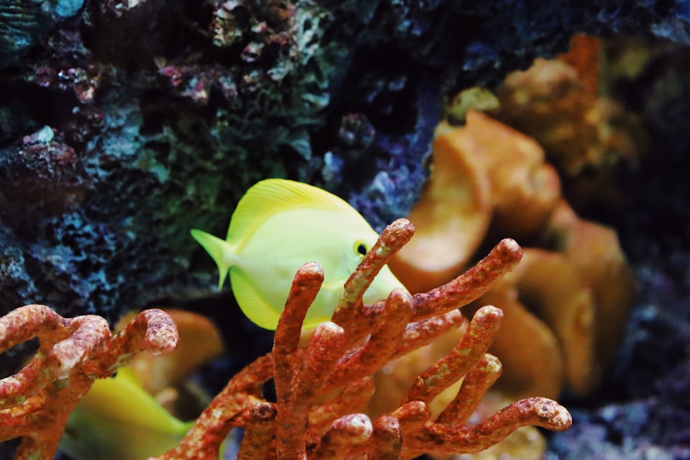 um close up de um coral com um peixe amarelo ao fundo