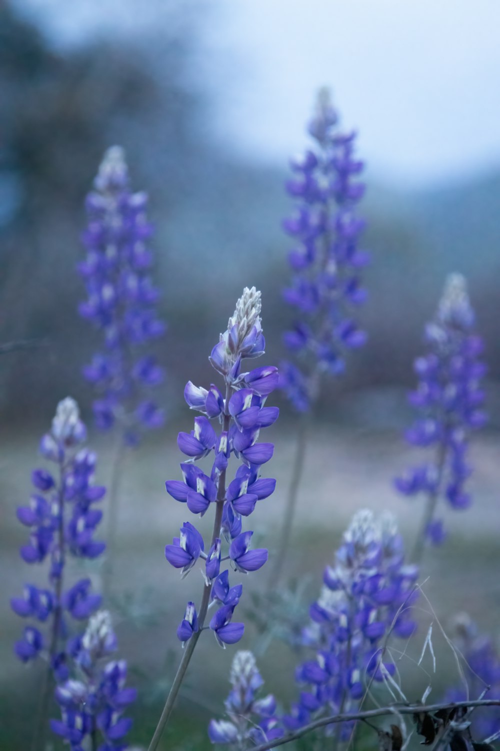 un ramo de flores moradas en un campo