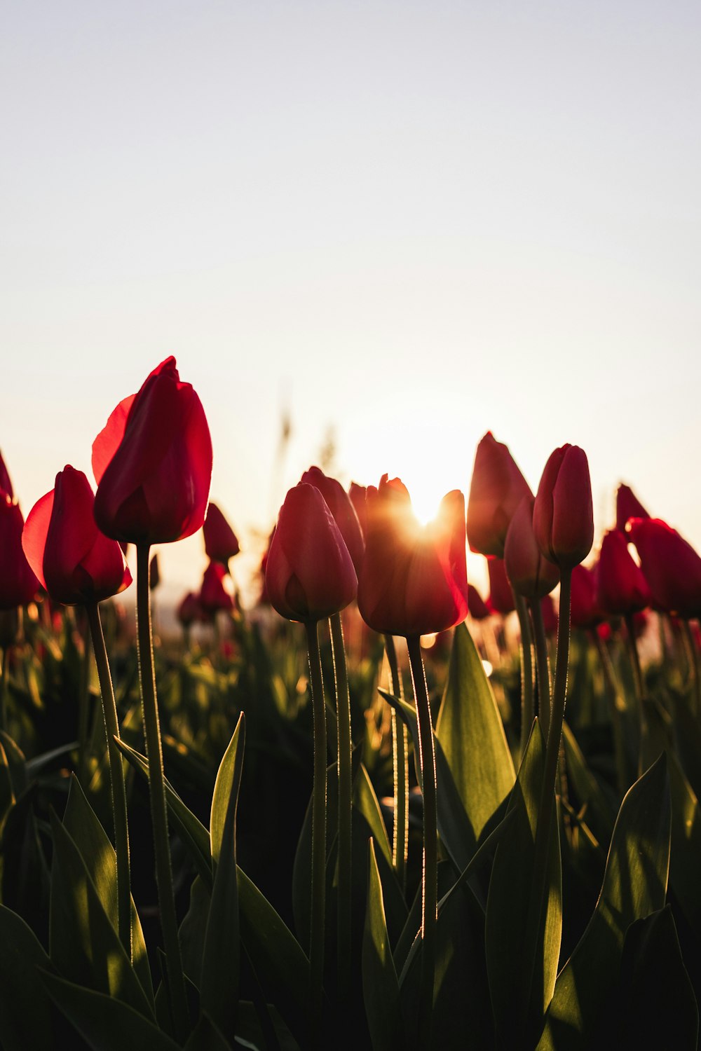 a field of red tulips with the sun setting in the background