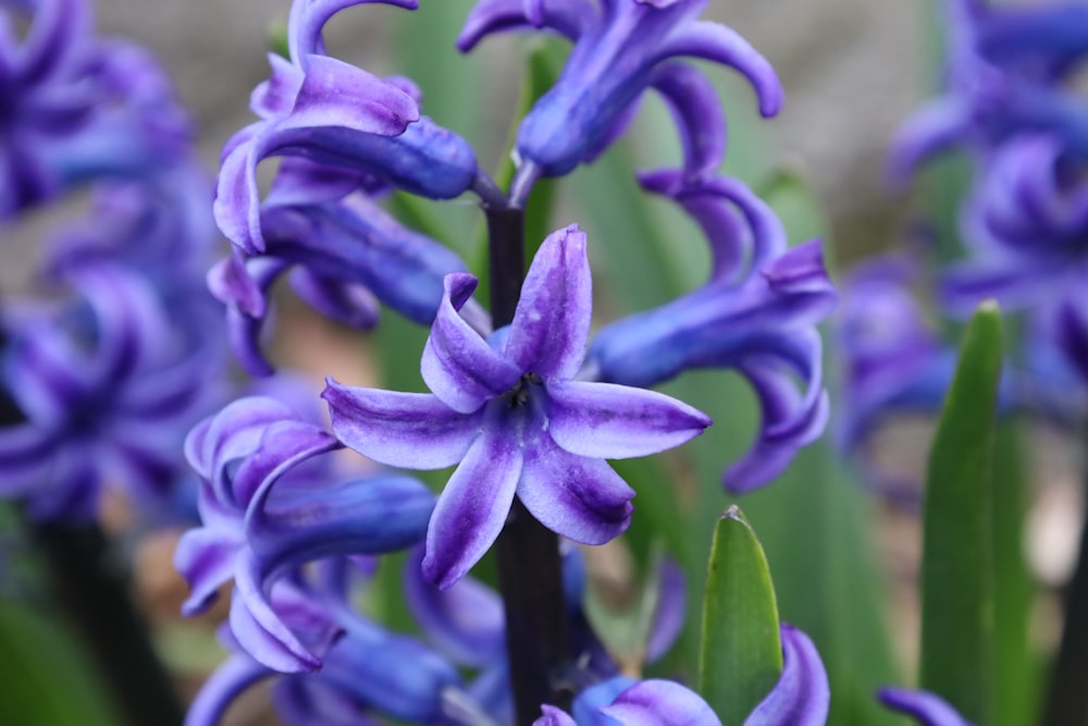 a close up of purple flowers with green leaves